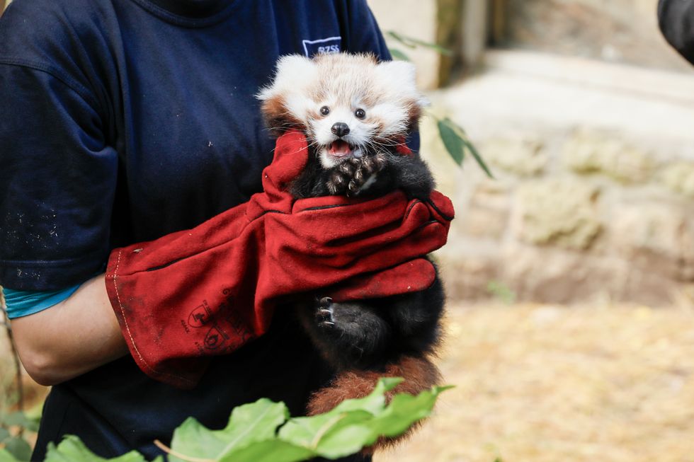 Red panda born at Scottish zoo healthy and doing well, say keepers