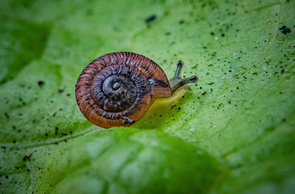 Snails on ‘edge of extinction’ released into wild after UK breeding success