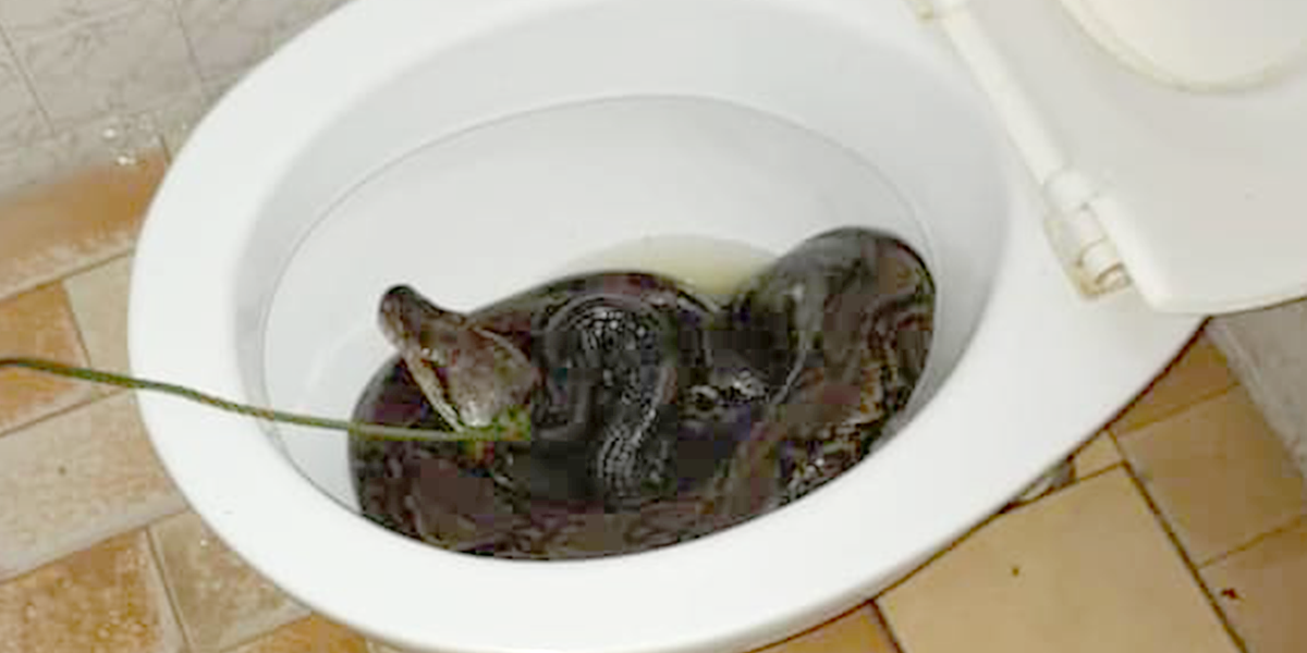 https://www.indy100.com/media-library/the-snake-was-discovered-in-the-toilet-following-biting-the-homeowner-on-the-bum.png?id=28058842&width=1200&height=600&coordinates=0%2C256%2C0%2C256