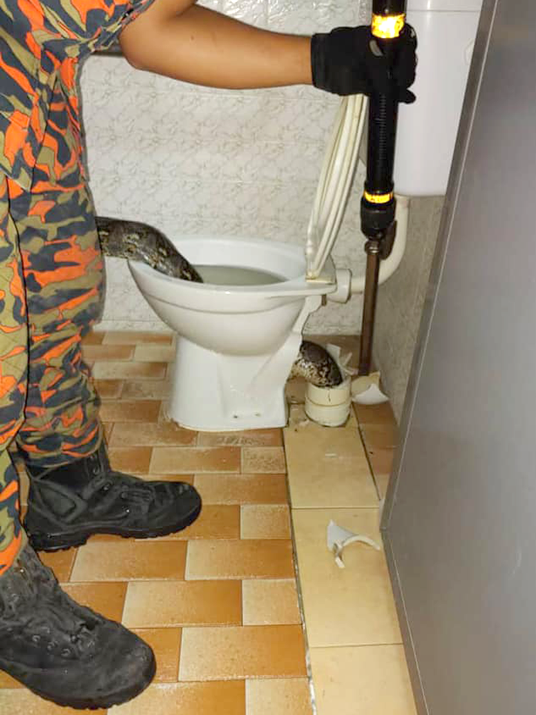 10ft snake pulled from toilet after biting man's bum