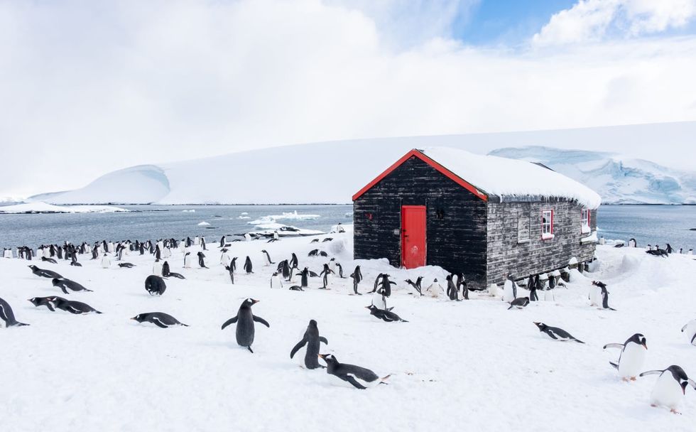 British team to count penguins in Antarctica in one of world’s most remote jobs