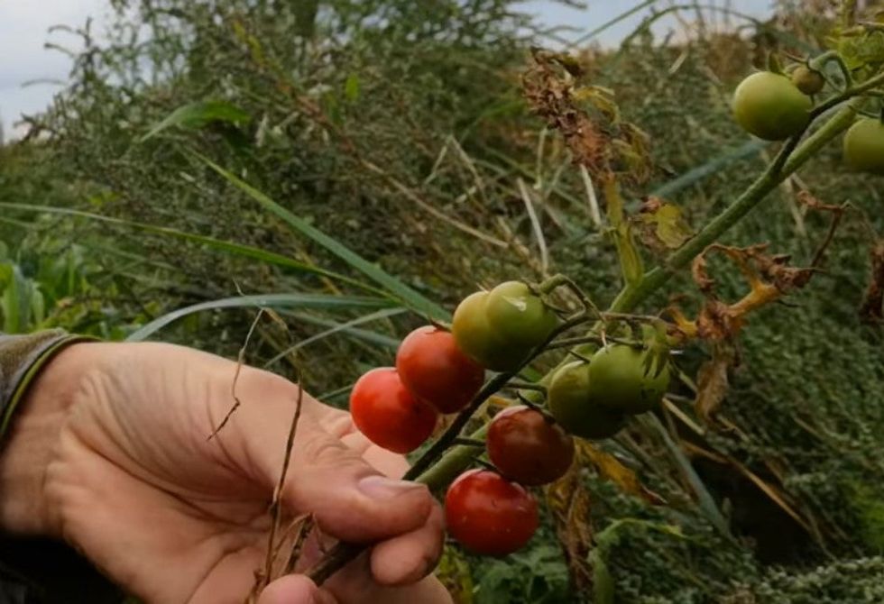 Disturbing discovery of ‘poop tomatoes’ growing in raw sewerage indy100