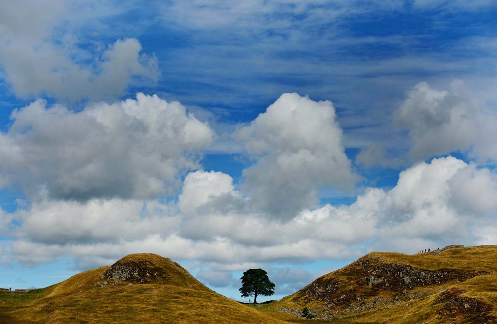 ‘Rollercoaster of emotions’ in year since felling of Sycamore Gap tree