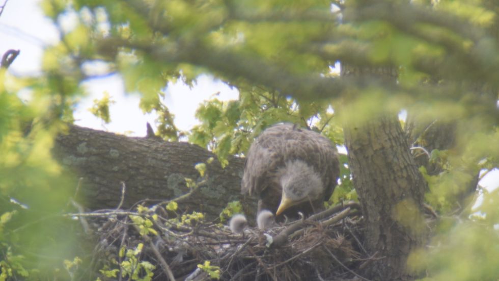 Two white-tailed eagle chicks fledge in success for English reintroduction bid