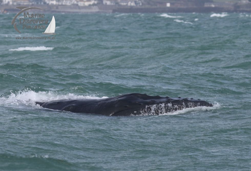 Lifeboat team rescues whale from lobster pot ropes off Cornish coast