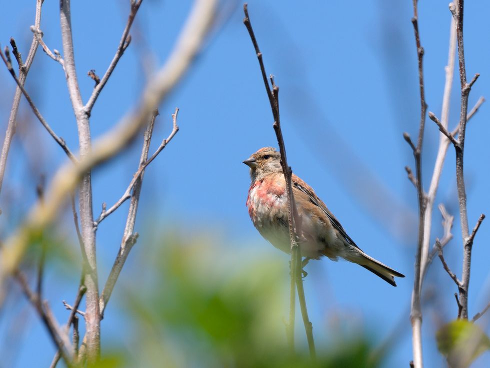 Farmers team up with National Trust to create wood pasture for songbirds