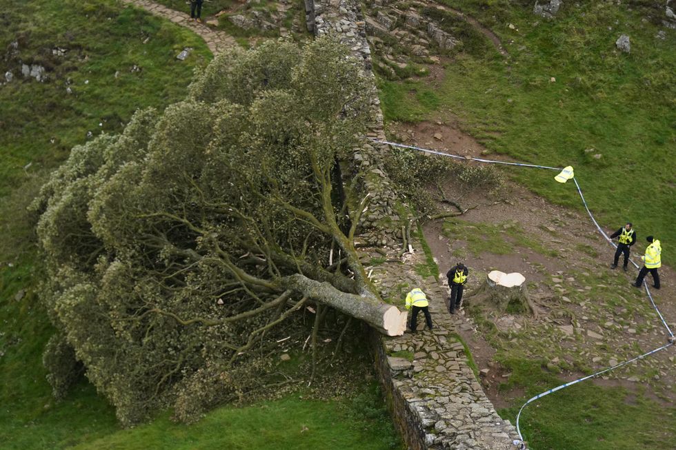 New shoots give hope that Sycamore Gap tree lives on