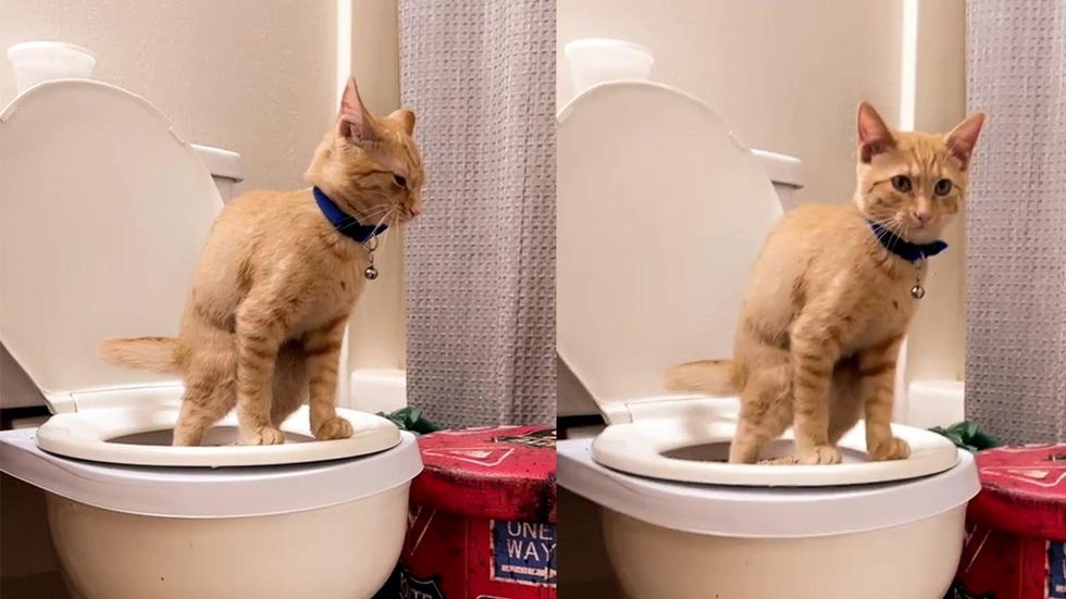 https://www.indy100.com/media-library/this-cat-has-been-trained-to-use-its-hoomans-toilet.jpg?id=29664095&width=980