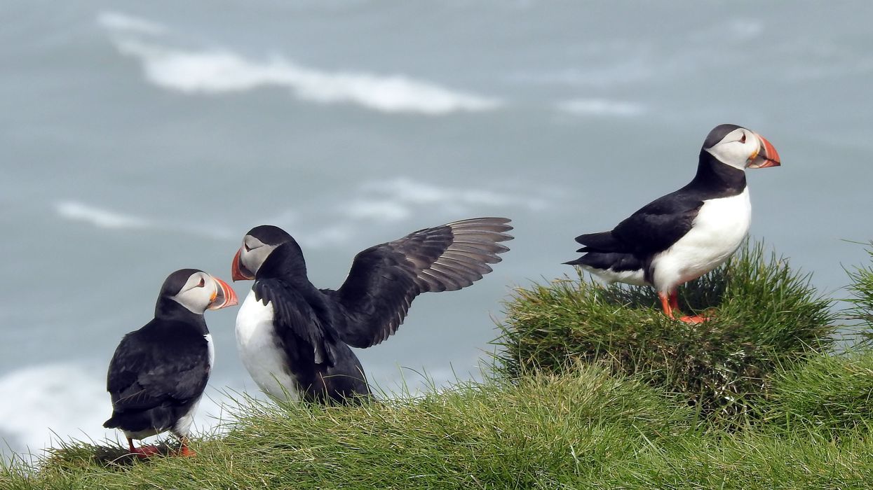 Photographing Atlantic Puffins in Iceland