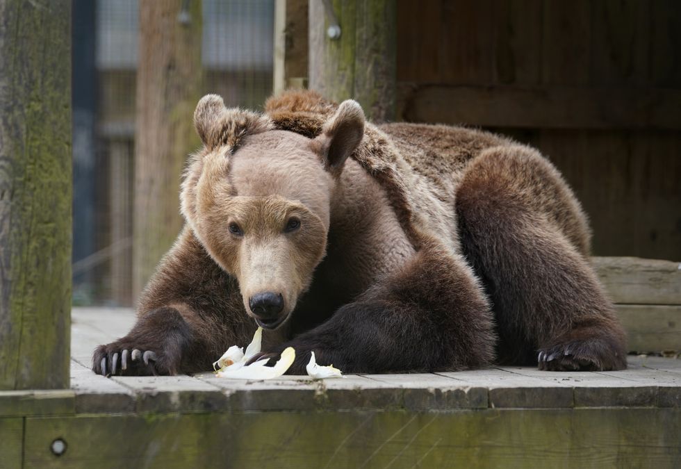 First brown bear to undergo brain surgery emerges from semi-hibernation