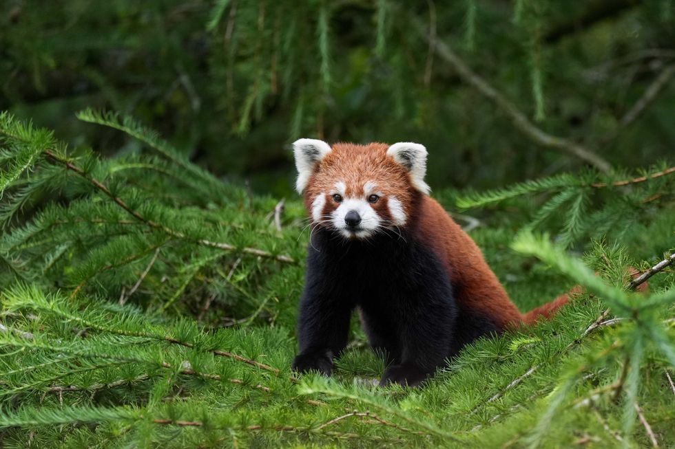 Red panda Esha creates a buzz at new Peak Wildlife Park home