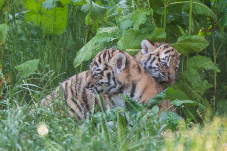 Banham Zoo: Adorable Norfolk tiger cub makes hilarious face while play  fighting with sibling - Norfolk Live
