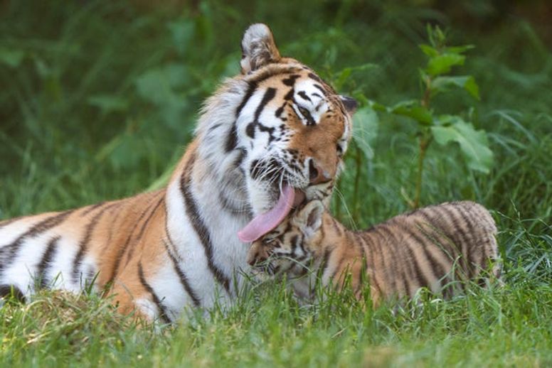 Hamburg, Germany. 26th Oct, 2017. Tiger cubs with their father Yasha in an  enclosure in the