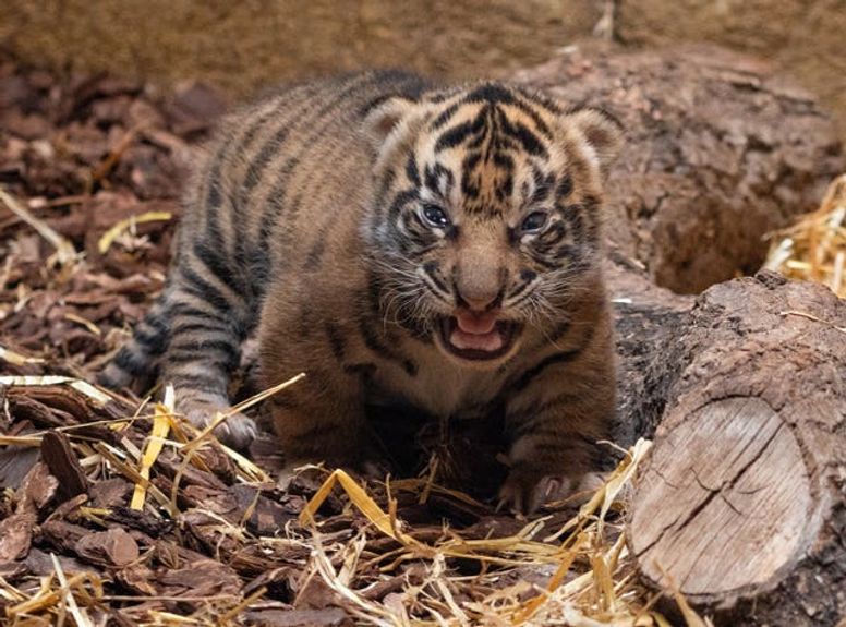 Zoo celebrates birth of endangered Sumatran tiger cubs, first since 1998