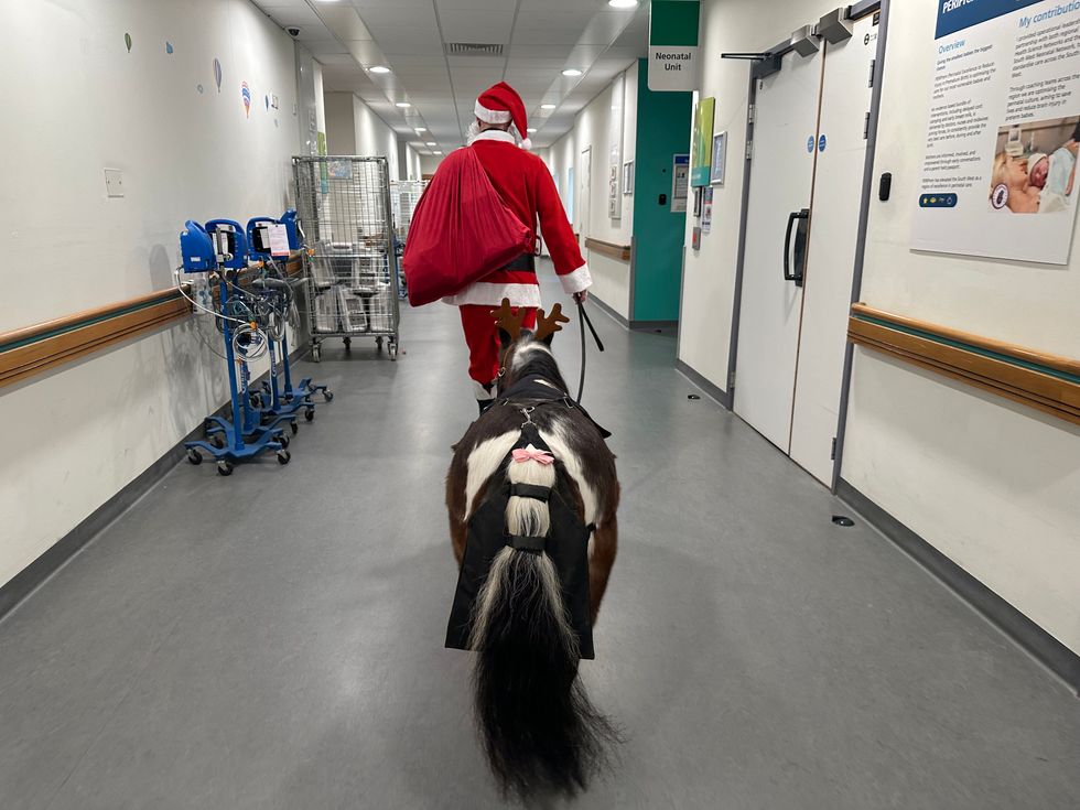 Therapy pony dressed as reindeer brings festive joy to children in hospital