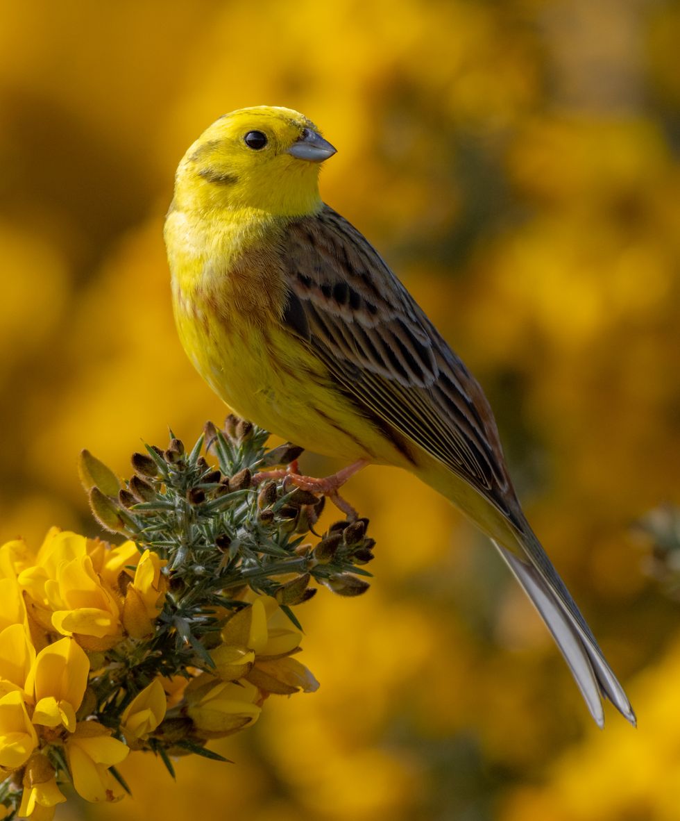 ‘Iconic birds’ feature among top images in national park photography competition