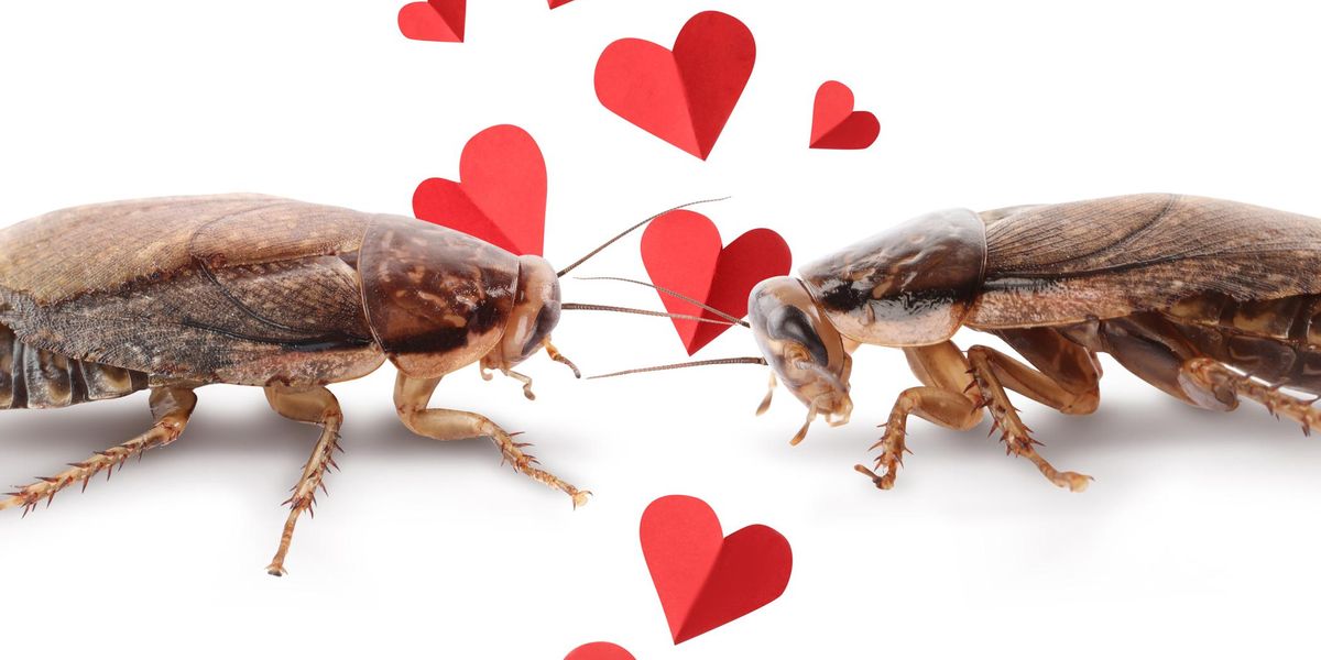 Here's how you can name a cockroach after your ex for Valentine's Day