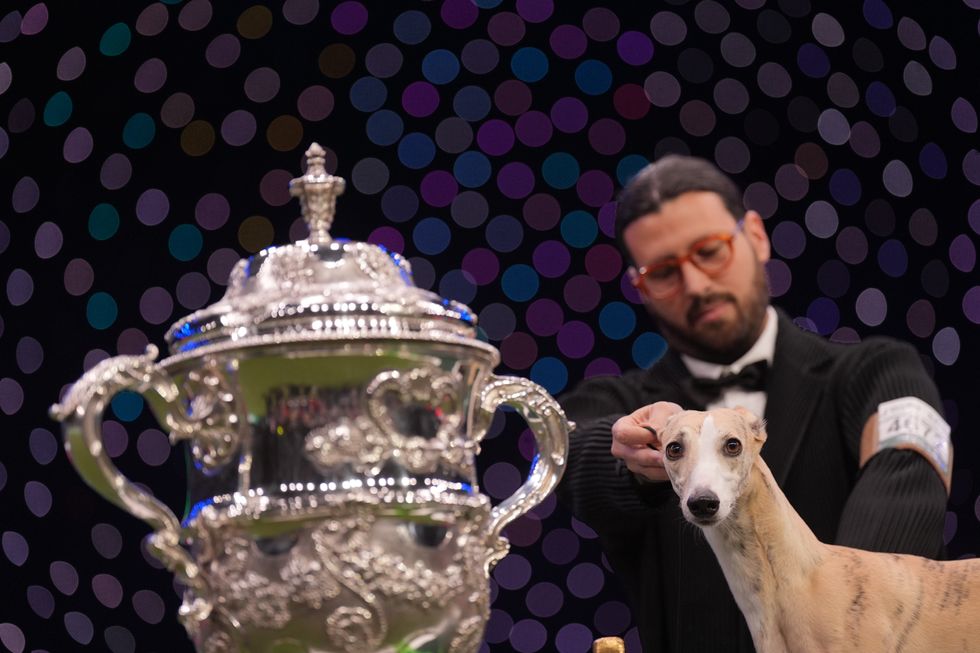 Whippet called Miuccia crowned best in show at Crufts