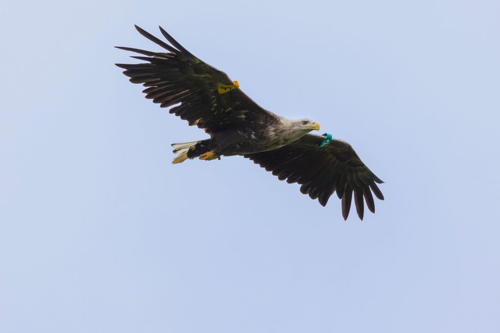 White-tailed eagles breed in Northern Ireland for first time in 150 years