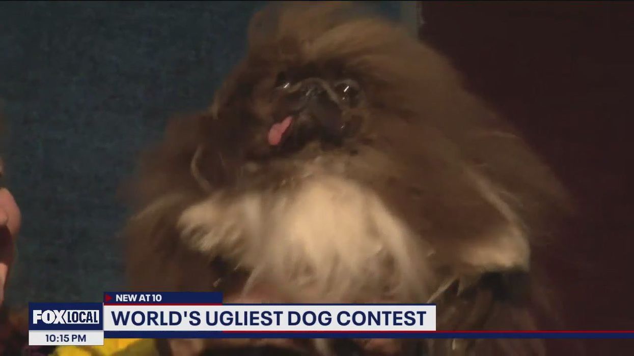 Meet Wild Thang, officially the 'world's ugliest dog'