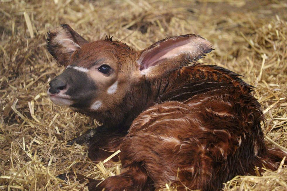 ‘Major success’ as endangered bongo calf born at Woburn Safari Park