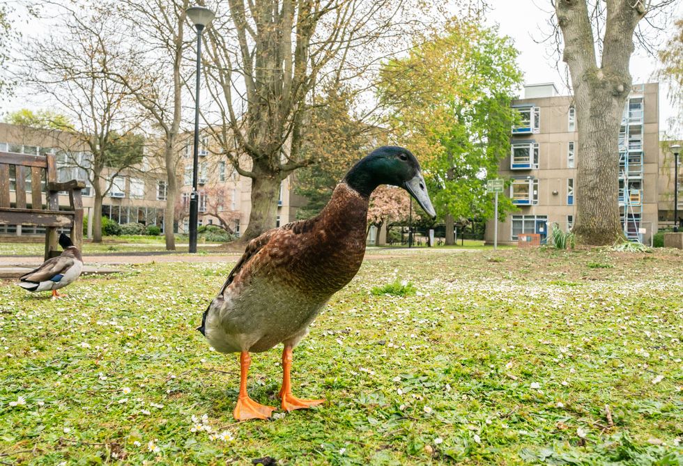 Statue unveiled for extra-tall duck who became an internet sensation