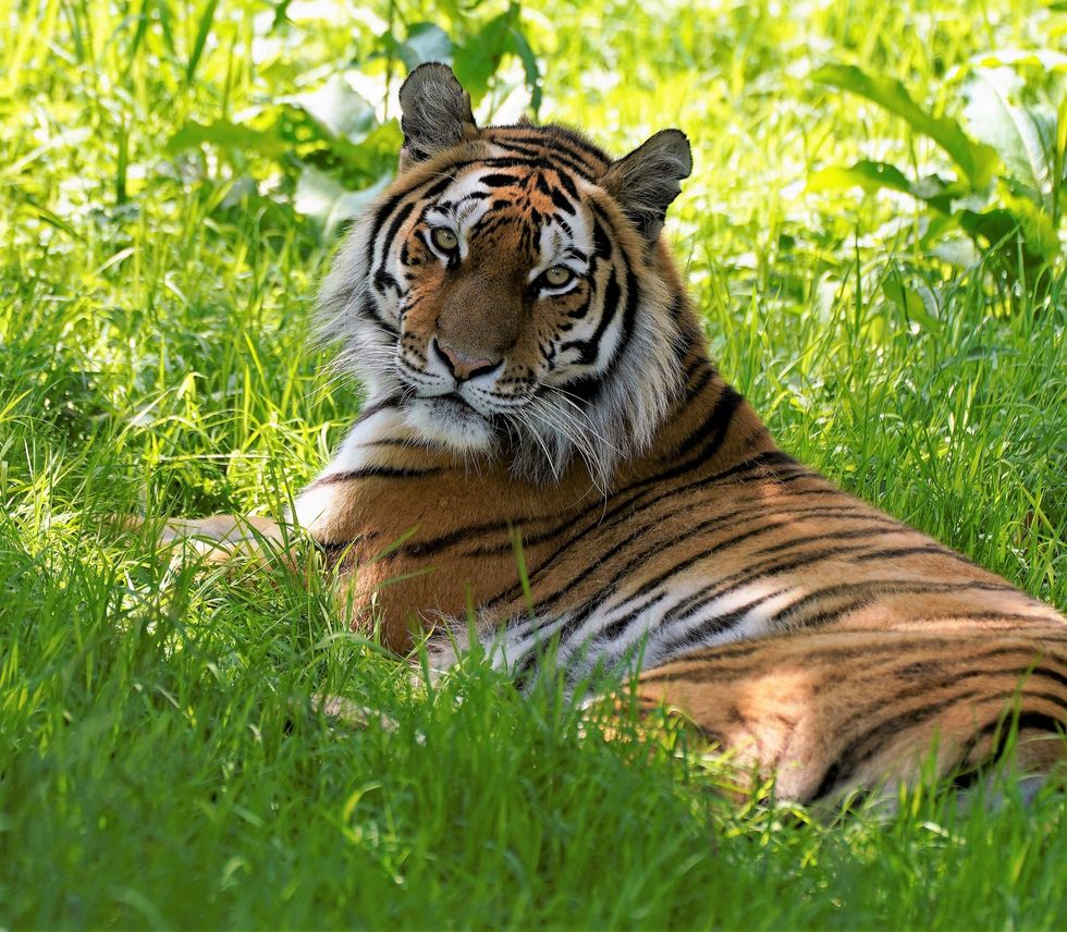 UK safari park welcomes rare tiger to support breeding programme