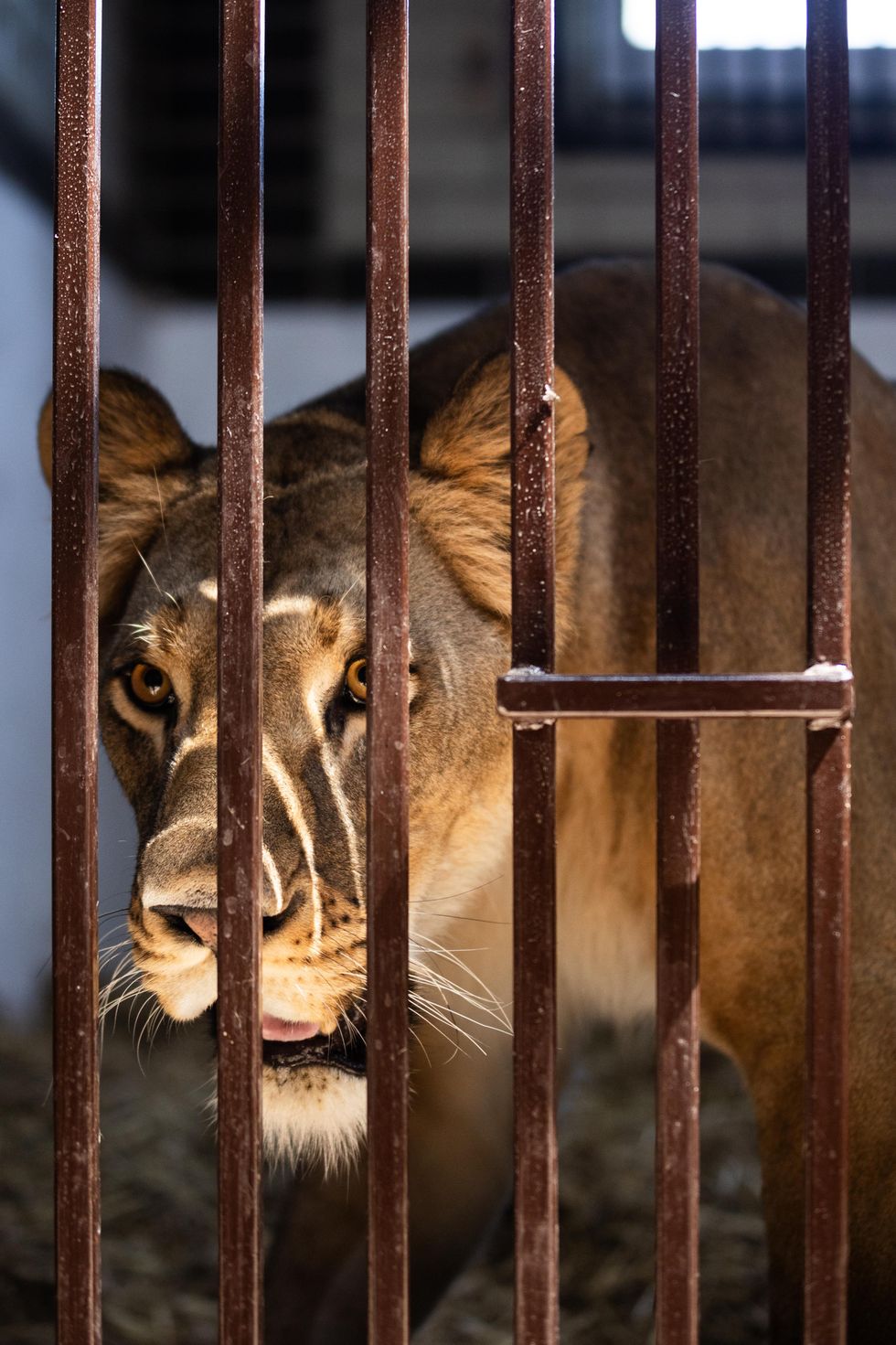 Kent animal sanctuary rescues lion with ‘psychological issues’ from ...