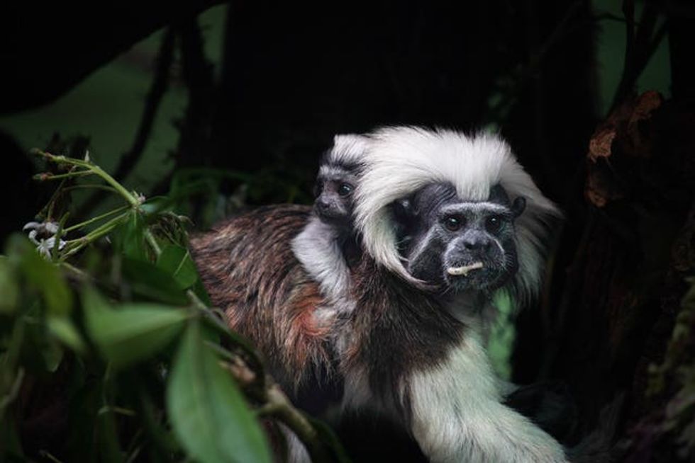 Zoo announces birth of tiny tamarin to mark Endangered Species Day ...