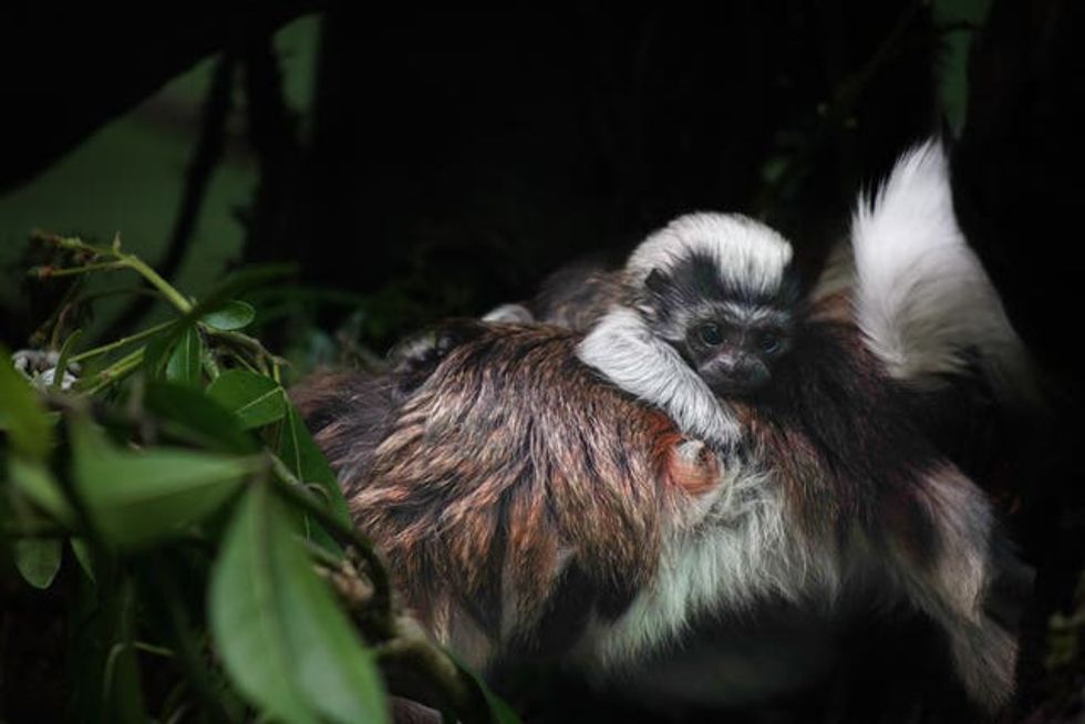 Zoo announces birth of tiny tamarin to mark Endangered Species Day ...