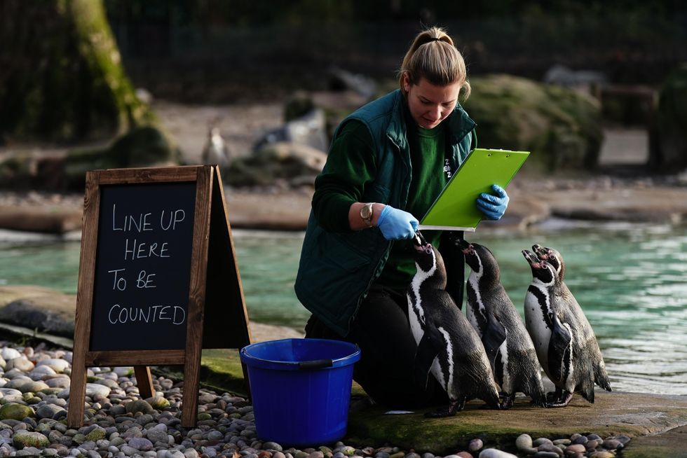 London Zoo embarks on two-day job counting 14,000 animals